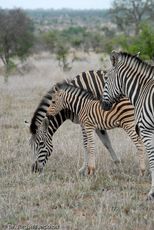 Zebra (10 von 28).jpg